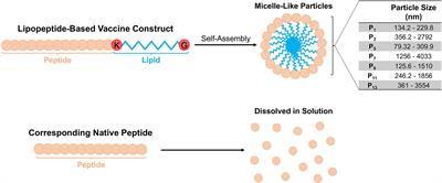 Mucosal immunization with lipopeptides derived from conserved regions of SARS-CoV-2 antigens induce robust cellular and cross-variant humoral immune responses in mice